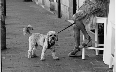Hommage à Elliott Erwitt